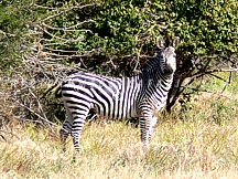 LOWER ZAMBEZI NATIONAL PARK