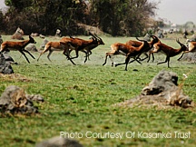 BANGWEULU SWAMPS