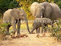 12 DAYS - BEST OF ZAMBIA & VICTORIA FALLS SAFARI