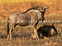 busangacamp7 KAFUE NATIONAL PARK