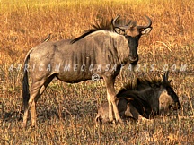 TIER 2 - BEST OF ZAMBIA & VICTORIA FALLS