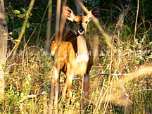 2. Chaminuka Sanctuary Day Tour Experience