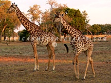 SAFARI PRICES & ITINERARIES