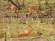 ISANGANO NATIONAL PARK