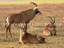 KAFUE