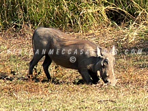 LUKUSUZI NATIONAL PARK