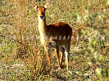 LUSENGA PLAIN NATIONAL PARK