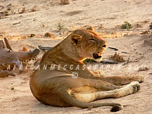 SOUTH LUANGWA NATIONAL PARK