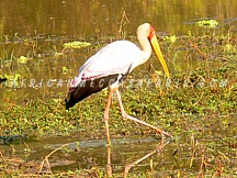 MWERU WANTIPA NATIONAL PARK