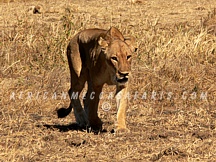 NORTH LUANGWA NATIONAL PARK