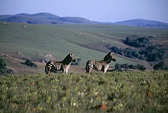 NYIKA PLATEAU NATIONAL PARK