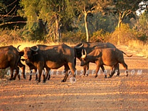 pukuridgecamp7 TIER 1 - SHOWCASING ZAMBIA & VICTORIA FALLS
