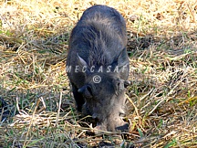 WEST LUNGA NATIONAL PARK